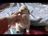 Chiots Lagotto Romagnolo à vendre