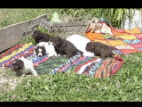 Chiots Lagotto Romagnolo à vendre