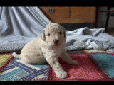Chiots Lagotto Romagnolo à vendre