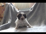 Chiots Lagotto Romagnolo à vendre