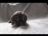 Chiots Lagotto Romagnolo à vendre