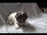 Chiots Lagotto Romagnolo à vendre