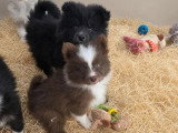 6 Pomsky non LOF nés en avril 2026 à vendre
