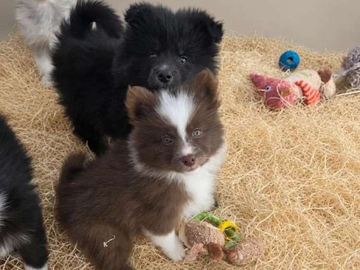 6 Pomsky non LOF nés en avril 2026 à vendre