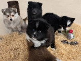 6 Pomsky non LOF nés en avril 2026 à vendre