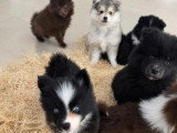 6 Pomsky non LOF nés en avril 2026 à vendre
