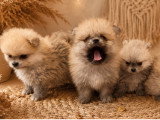 Magnifiques chiots Spitz Nain Poméranien à vendre