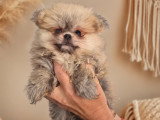 Magnifiques chiots Spitz Nain Poméranien à vendre