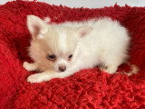 3 chiots Chihuahua non LOF nés en avril 2026 à vendre
