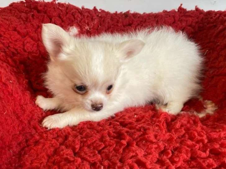 3 chiots Chihuahua non LOF nés en avril 2026 à vendre