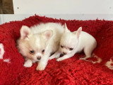 3 chiots Chihuahua non LOF nés en avril 2026 à vendre