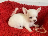 3 chiots Chihuahua non LOF nés en avril 2026 à vendre