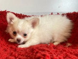3 chiots Chihuahua non LOF nés en avril 2026 à vendre