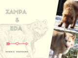 4 chiots Nordic Shepherd non LOF nés mai 2026 à réserver