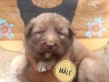 4 chiots Nordic Shepherd non LOF nés mai 2026 à réserver