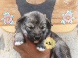 4 chiots Nordic Shepherd non LOF nés mai 2026 à réserver
