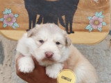 4 chiots Nordic Shepherd non LOF nés mai 2026 à réserver