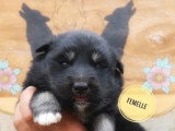 4 chiots Nordic Shepherd non LOF nés mai 2026 à réserver