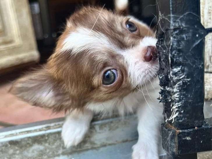 4 chiots Chihuahua femelles LOF nés en mars 2026 à vendre