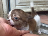 4 chiots Chihuahua femelles LOF nés en mars 2026 à vendre