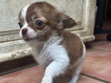 4 chiots Chihuahua femelles LOF nés en mars 2026 à vendre