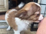 4 chiots Chihuahua femelles LOF nés en mars 2026 à vendre