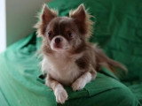 4 chiots Chihuahua femelles LOF nés en mars 2026 à vendre