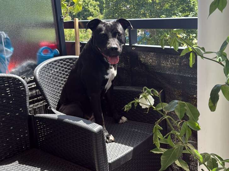 Chienne Staff croisée Pitbull de 3 ans à donner