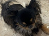 Mâle Chihuahua disponible pour saillie