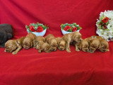 9 chiots Cocker Spaniel Anglais golden LOF nés en mai 2026 à réserver
