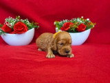 9 chiots Cocker Spaniel Anglais golden LOF nés en mai 2026 à réserver