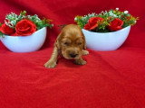 9 chiots Cocker Spaniel Anglais golden LOF nés en mai 2026 à réserver