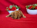 9 chiots Cocker Spaniel Anglais golden LOF nés en mai 2026 à réserver