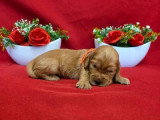 9 chiots Cocker Spaniel Anglais golden LOF nés en mai 2026 à réserver