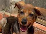 Betsy, chiot femelle à adopter en association