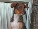 Betsy, chiot femelle à adopter en association
