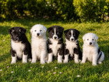 Chiots Laika de Iakoutie à vendre