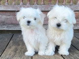 Chiots Bichon Maltais LOF à vendre