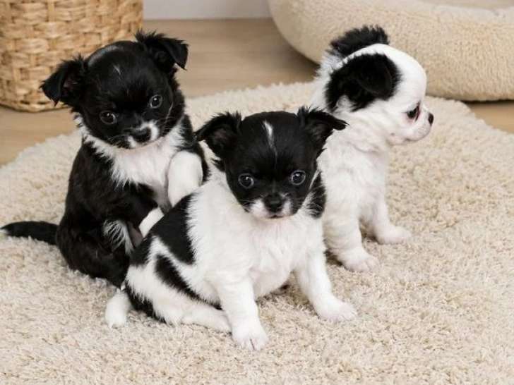 4 chiots Chihuahua poils longs à vendre non LOF nés avril 2026