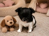 4 chiots Chihuahua poils longs à vendre non LOF nés avril 2026
