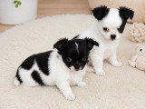 4 chiots Chihuahua poils longs à vendre non LOF nés avril 2026