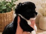 4 chiots Chihuahua poils longs à vendre non LOF nés avril 2026