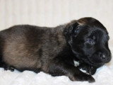 6 chiots Berger Belge Tervueren non LOF de mai 2026 à réserver