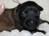6 chiots Berger Belge Tervueren non LOF de mai 2026 à réserver