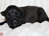 6 chiots Berger Belge Tervueren non LOF de mai 2026 à réserver