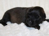 6 chiots Berger Belge Tervueren non LOF de mai 2026 à réserver