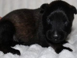6 chiots Berger Belge Tervueren non LOF de mai 2026 à réserver