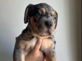 Chiot mâle American Bully non LOF disponible pour juin 2026