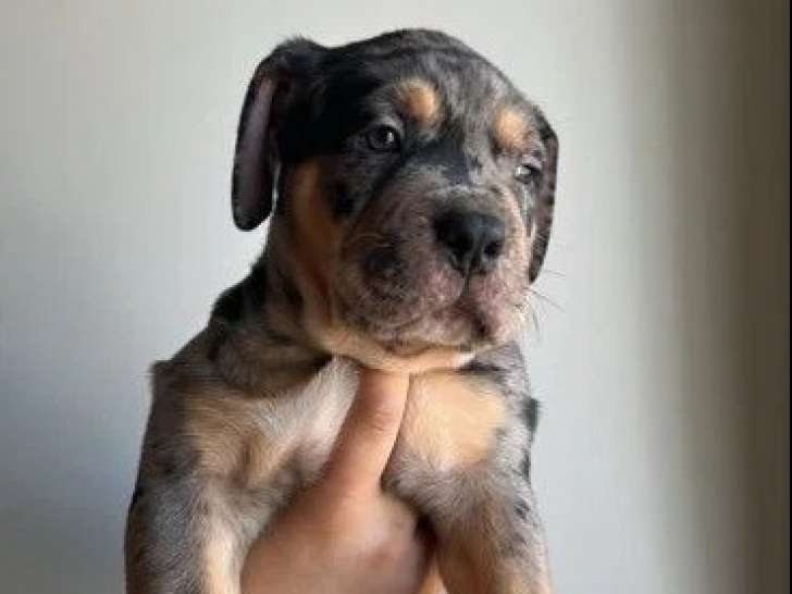 Chiot mâle American Bully non LOF disponible pour juin 2026