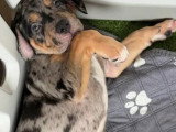 Chiot mâle American Bully non LOF disponible pour juin 2026